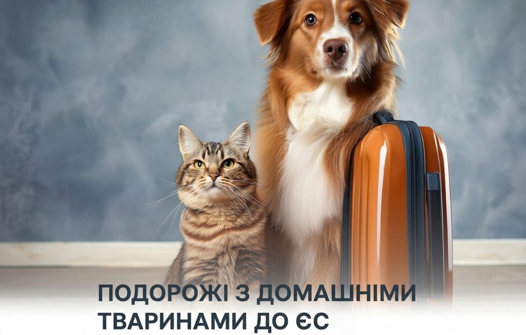 Домашні тварини.